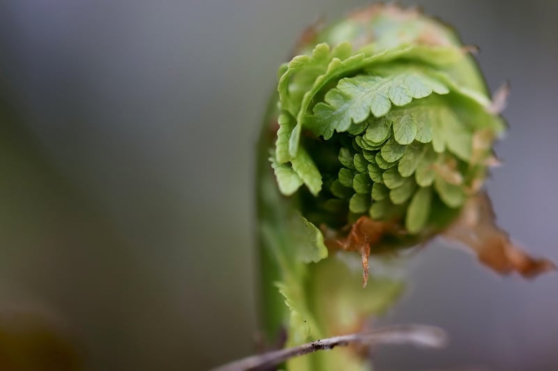 Enchanted Growth Tips